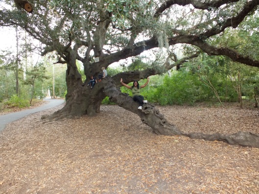Me in a tree! ~The Audobon Zoo in New Orleans